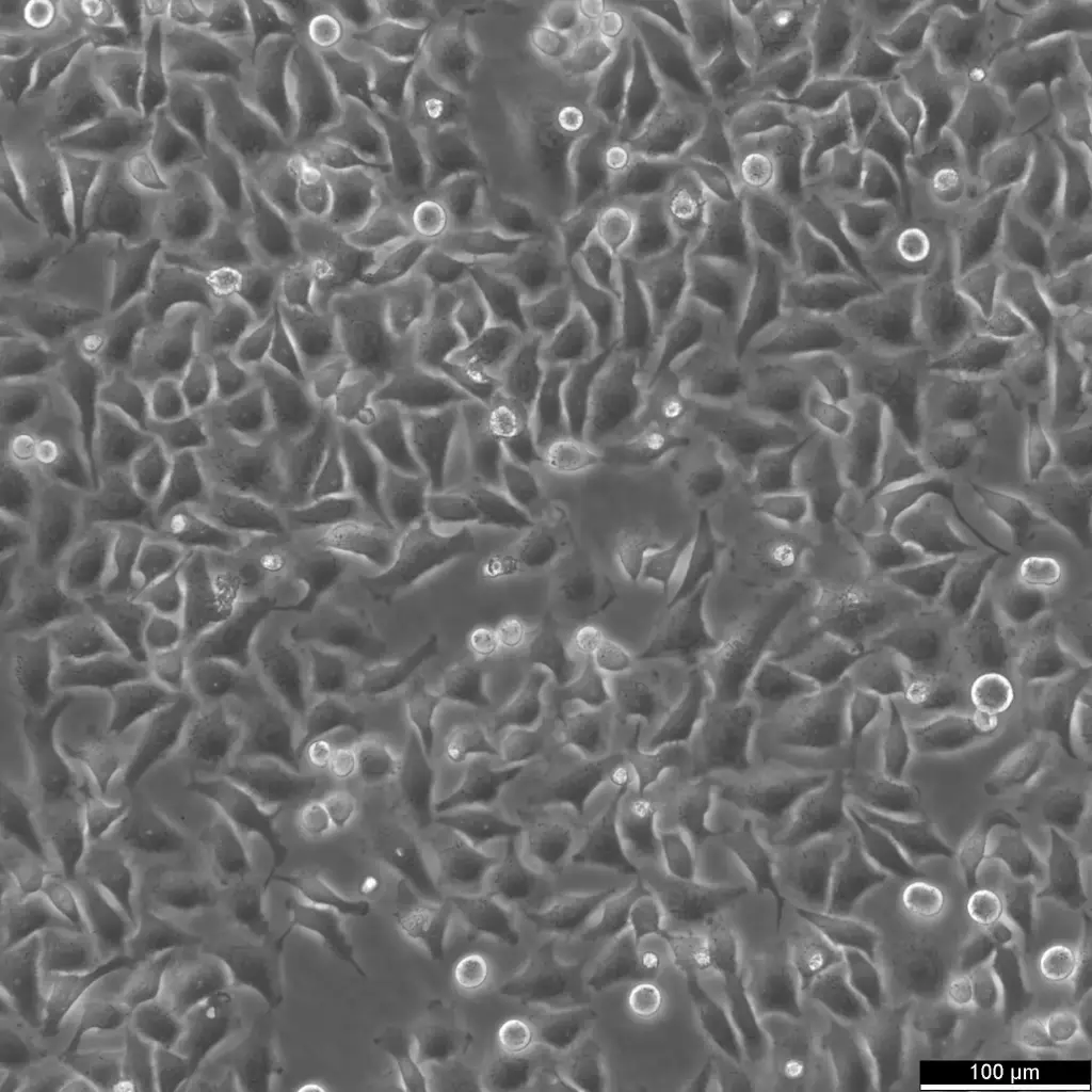 [GEN300920-MA] HK Mad2-LAP/H2B-mCherry Cells
