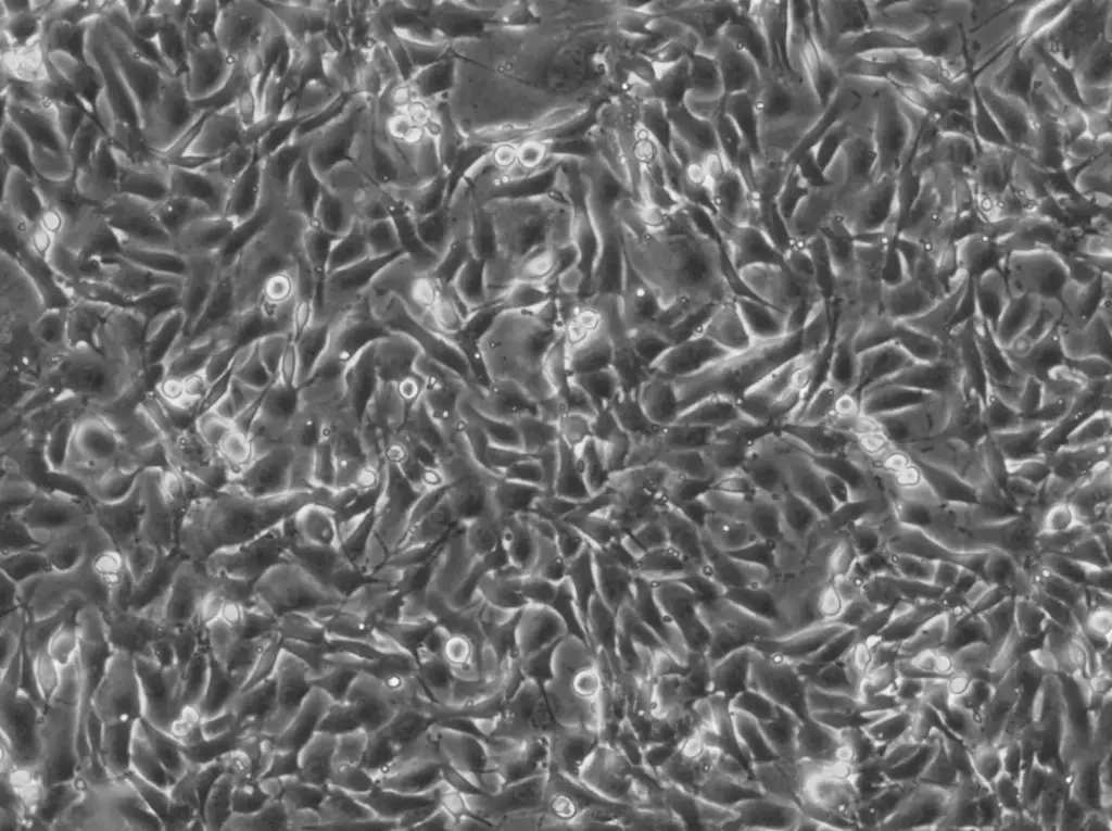 [GEN500726-MA] NRK-EGFP2-Nup50 Cells