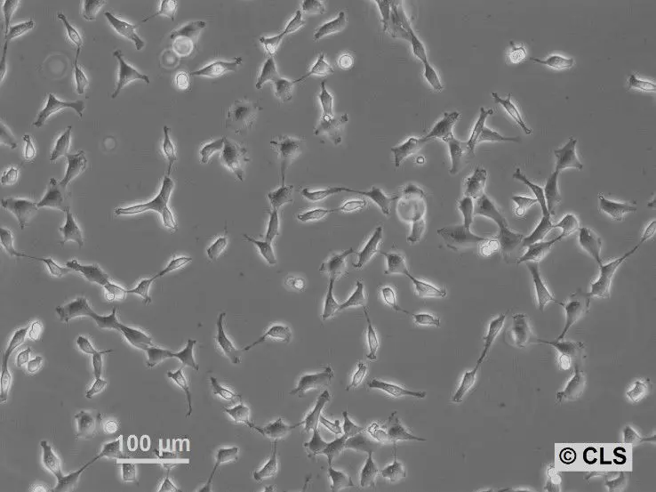 [GEN500724-MA] NRK-EGFP-H2B Cells